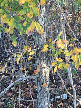 Imagem de Ulmus crassifolia Nutt.