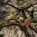 Image of Cleistocactus baumannii subsp. horstii (P. J. Braun) N. P. Taylor