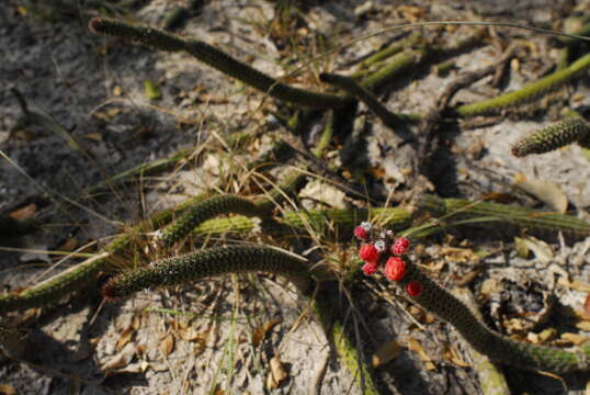 Image of Cleistocactus baumannii subsp. horstii (P. J. Braun) N. P. Taylor