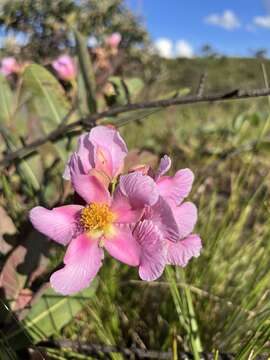 Image of Kielmeyera rubriflora Cambess.