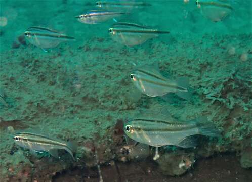 Image of Barred striped cardinalfish