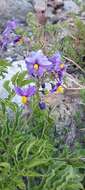 Image of Solanum etuberosum Lindl.