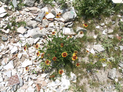 Image of Gaillardia mexicana A. Gray