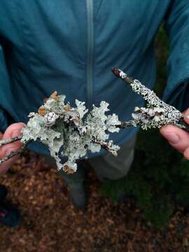 Image of Tuckerman's ragged lichen