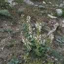 Image of Salvia verbascifolia M. Bieb.
