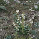 Salvia verbascifolia M. Bieb. resmi