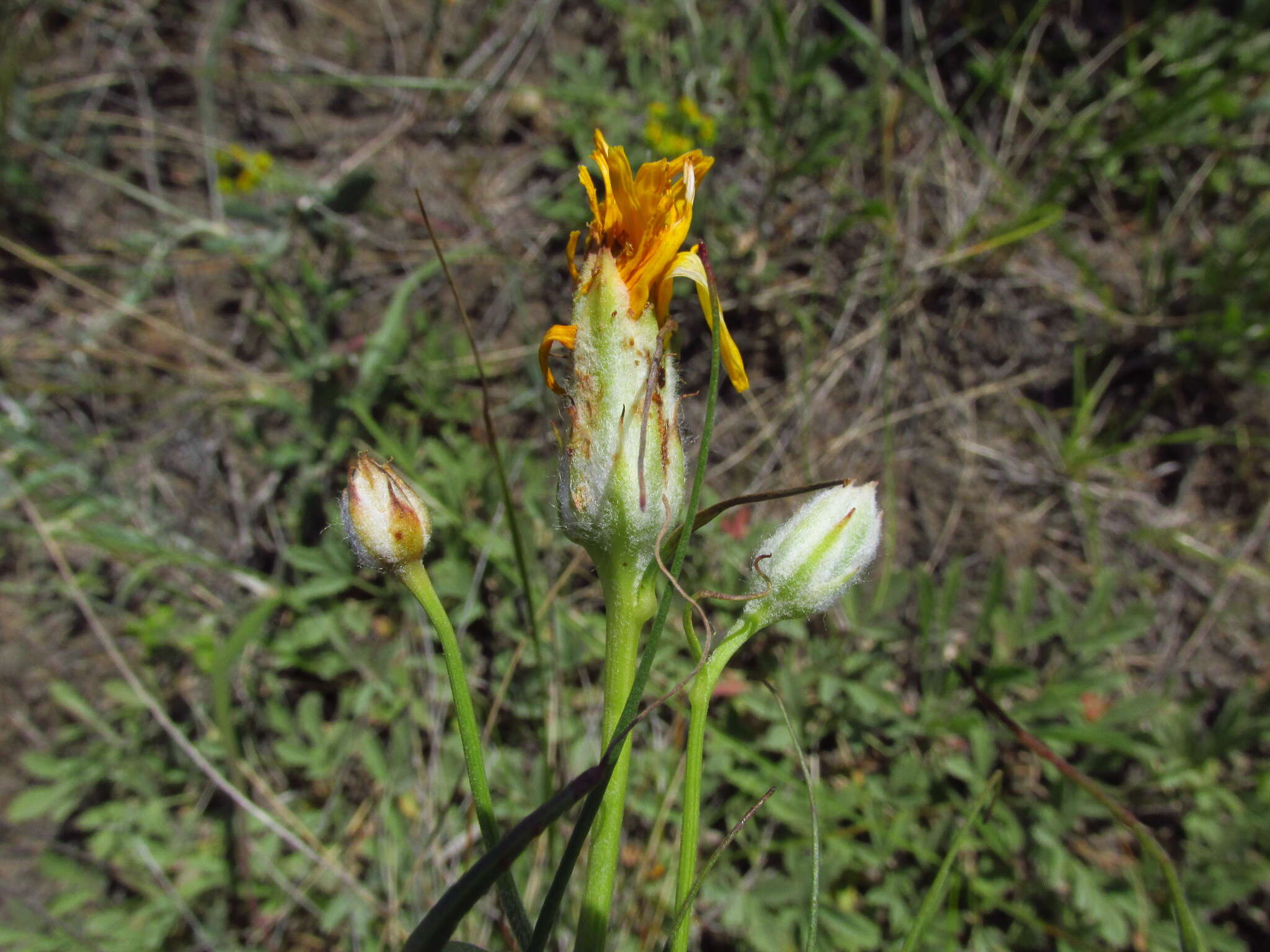 Plancia ëd Gelasia ensifolia