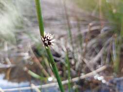 Image of Chorizandra australis K. L. Wilson