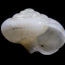 Image of <i>Eremarionta millepalmarum</i>