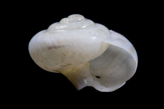 Image of <i>Eremarionta millepalmarum</i>