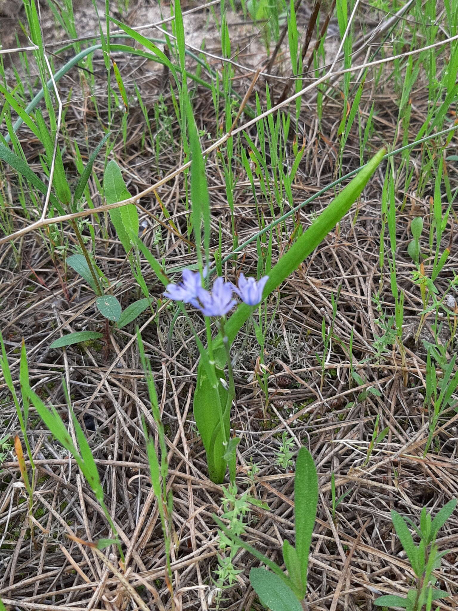 Image of Scilla monophyllos Link