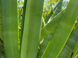 Image of century plant