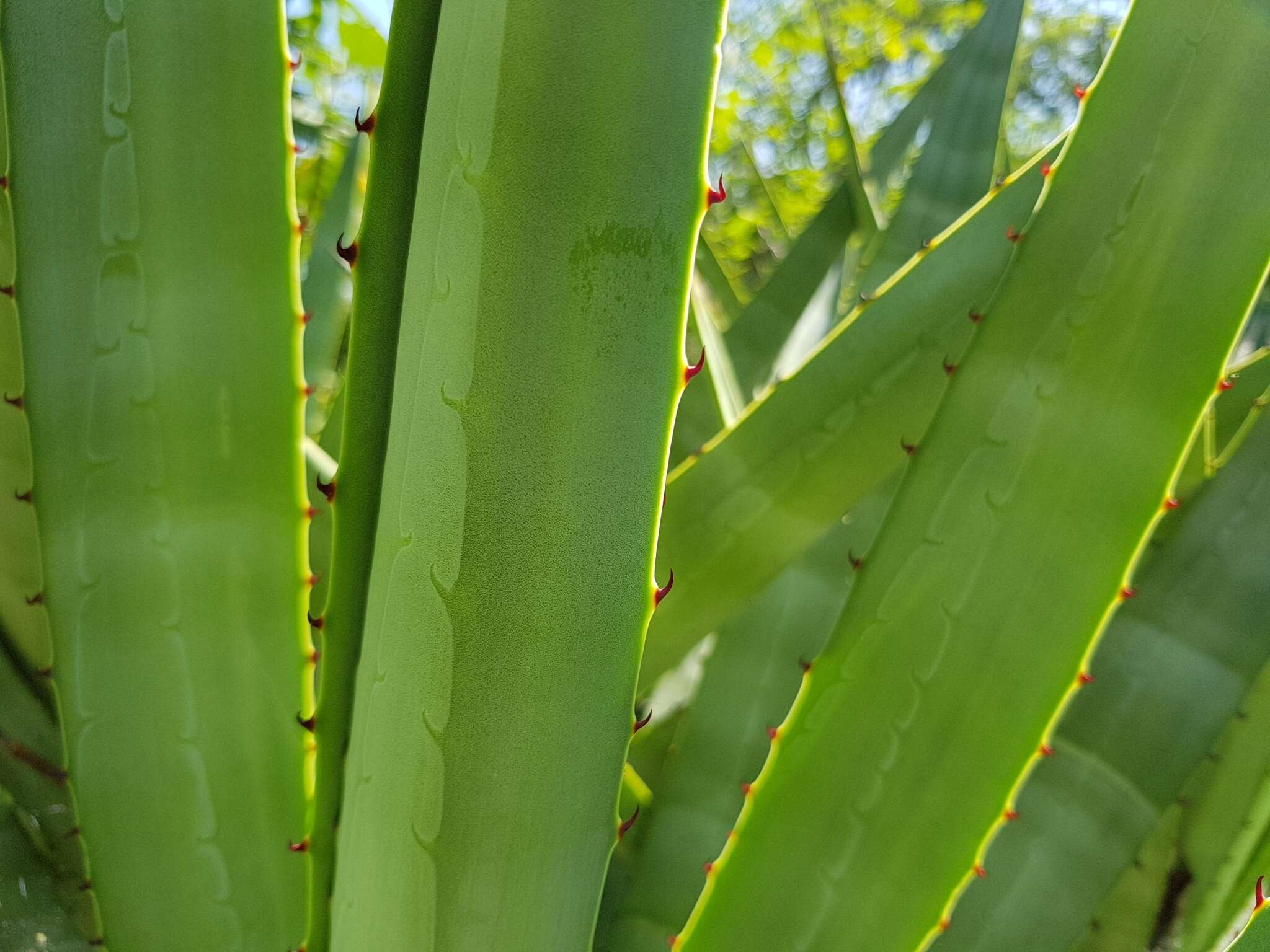 Image of century plant