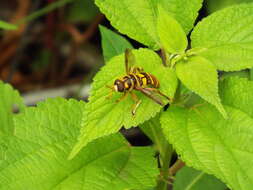 Image of Yellowjacket Hover Fly