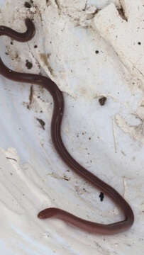 Image of Puerto Rican Coastal Blindsnake