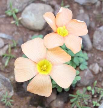 Image of Oxalis obtusa Jacq.