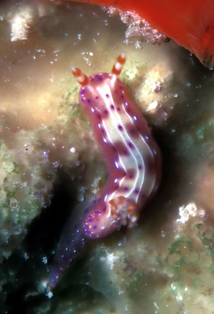 Image de Hypselodoris maculosa (Pease 1871)