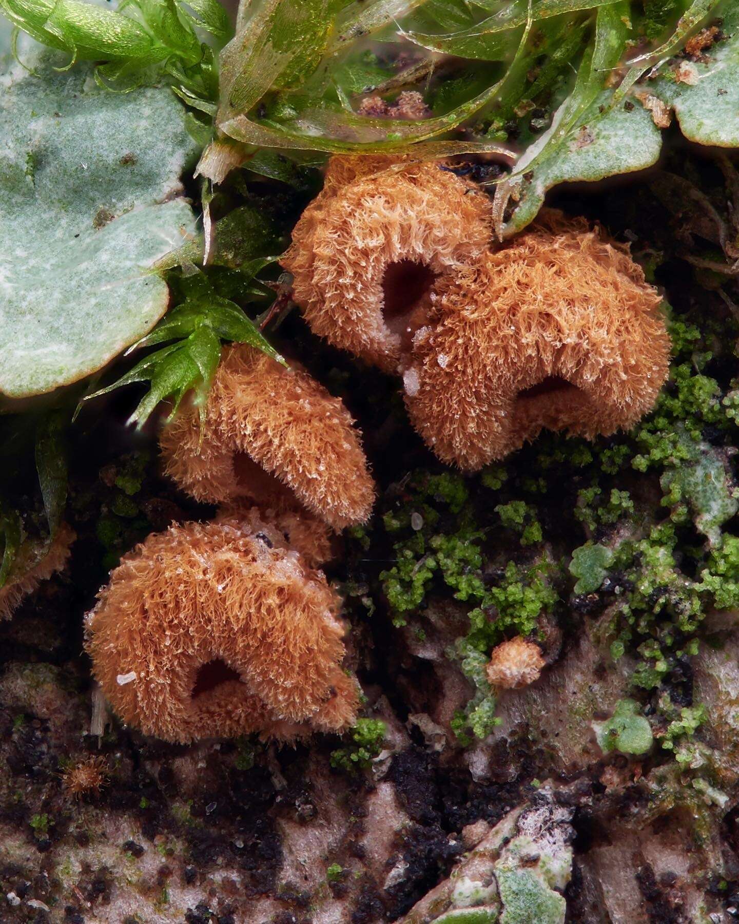 Image of Cyphella ferruginea P. Crouan & H. Crouan 1867