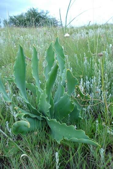 Слика од Brunsvigia undulata F. M. Leight.