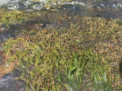Image of riverweed