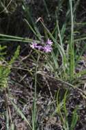 Tulbaghia violacea Harv. resmi