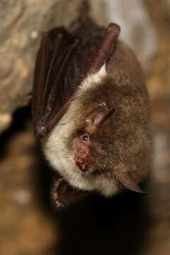 Image of Natterer's Bat