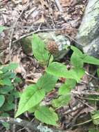 Image of eastern beebalm