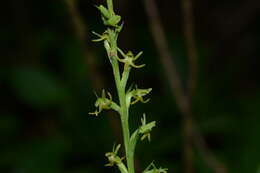 Image of Narrow-spurred Yellow-green Orchid
