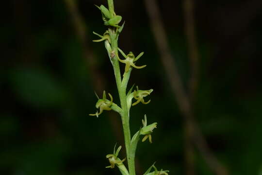 Image of Narrow-spurred Yellow-green Orchid