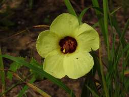 Image of Pavonia cancellata (L.) Cav.