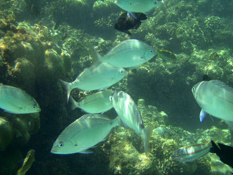 Image of Arabian pinfish