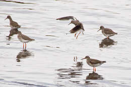 Image of Common Redshank