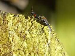 Image of Pseudomyrmex haytianus (Forel 1901)