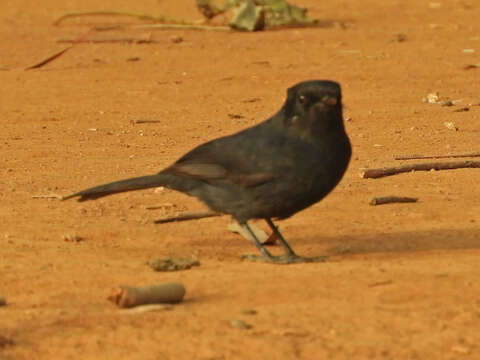 Image of Northern Black Flycatcher