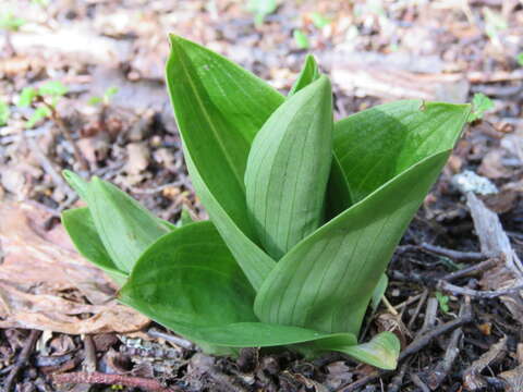 Image of Gavilea lutea (Comm. ex Pers.) M. N. Correa