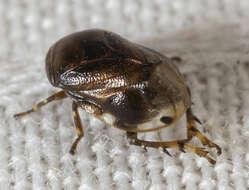 Image of Sunflower Spittlebug