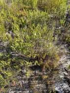 Image of Diosma dichotoma P. J. Bergius