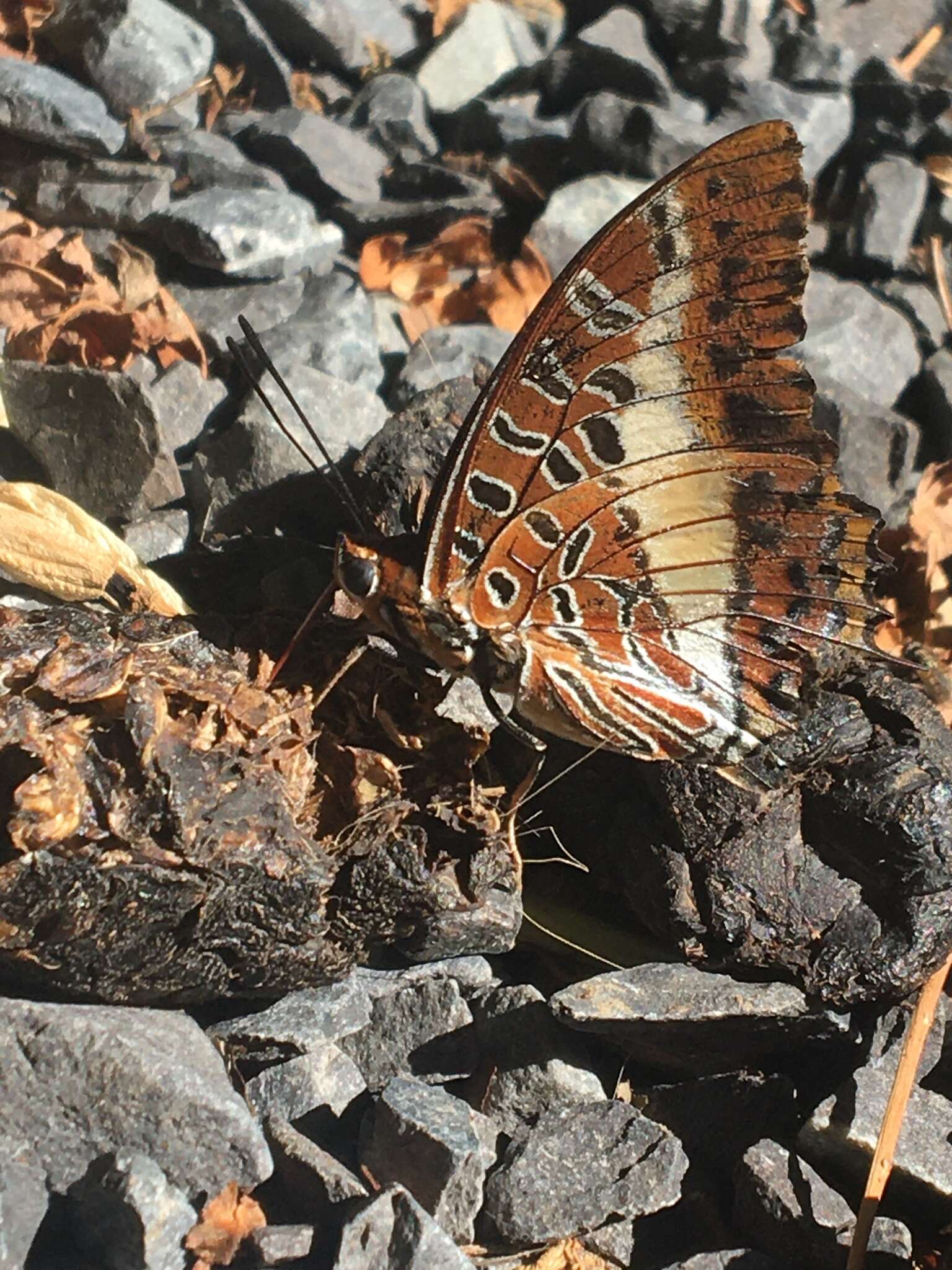 Image of Charaxes brutus