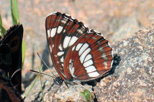 Image de Neptis rivularis ludmilla Nordmann 1851