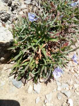 صورة Cichorium spinosum L.