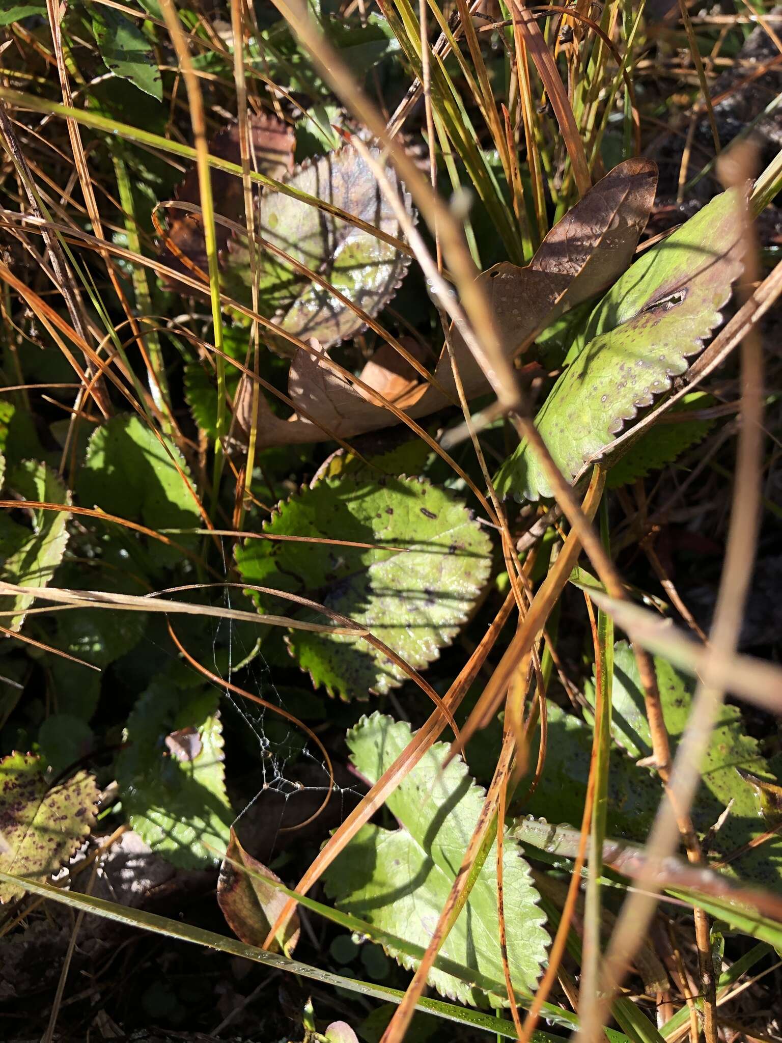 Image of serpentine ragwort