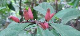 Image of Symplocos macrophylla subsp. rosea (Beddome) Nooteboom