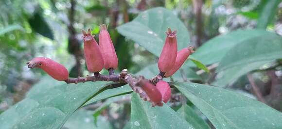 Image of Symplocos macrophylla Wall.