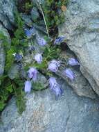 Image of Mount Cenis Bellflower