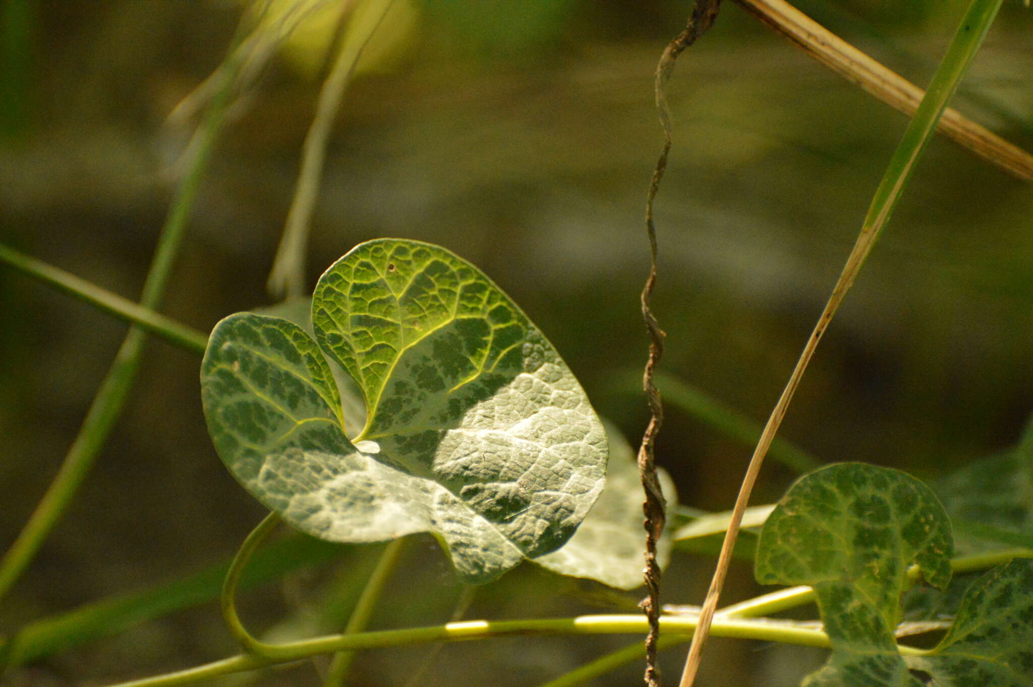 Image of Aristolochia fimbriata Cham.