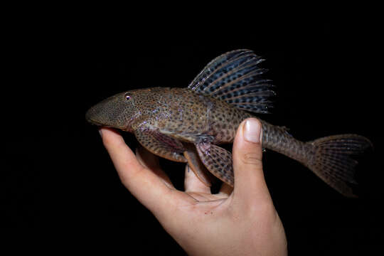 Image of Hypostomus derbyi (Haseman 1911)