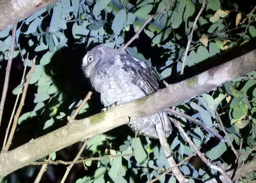 Image of Guatemalan Screech-owl