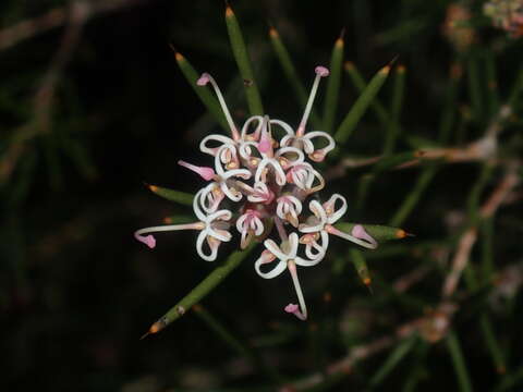 Image of Hakea circumalata Meissn.