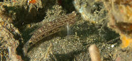 Image of Blackspotted sandgoby