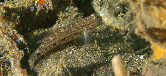 Image of Blackspotted sandgoby